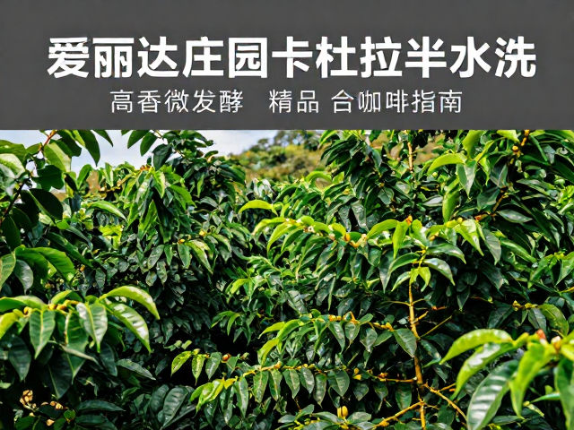 爱丽达庄园卡杜拉半水洗，高香微发酵的精品咖啡指南
