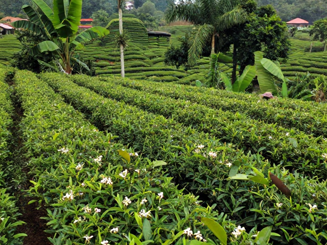 巴拿马橙花香茶,探寻风土地域特色风味与独特茶感