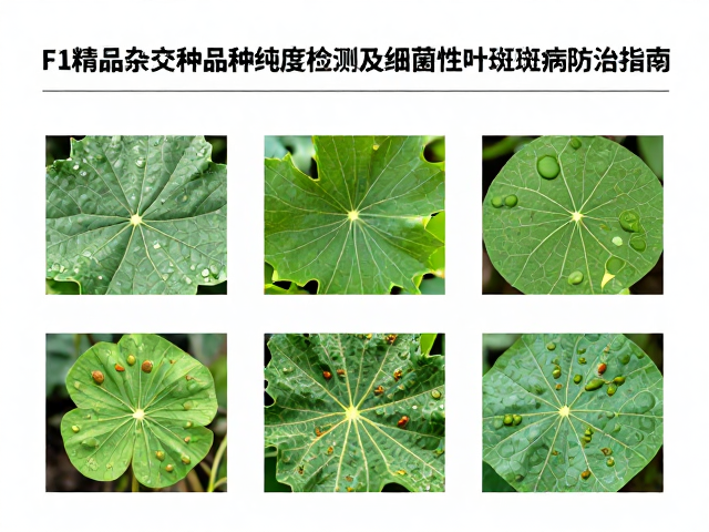 细菌性叶斑病的致病机理与发病规律