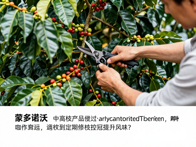 蒙多诺沃产区的气候特征与咖啡生长基础