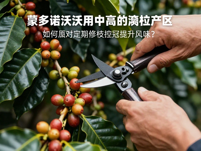 定期修枝对树体生理机能的调控作用