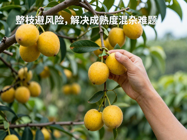 黄果成熟采摘,人工整枝避风险,解决成熟度混杂难题