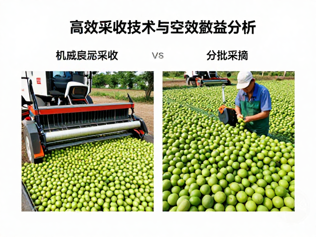 机械化震动采收vs分批采摘,青果高效采收技术与经济效益分析