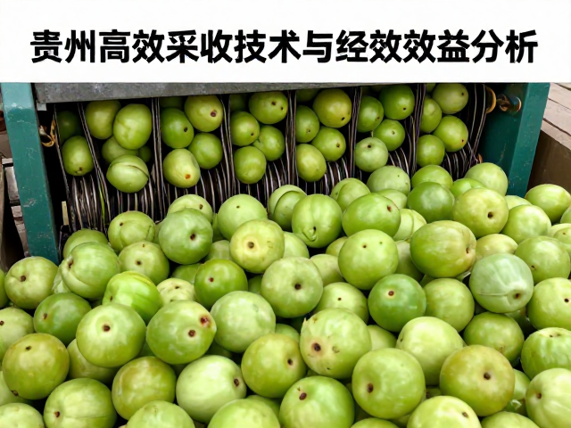 果实品质表现与市场溢价能力评估