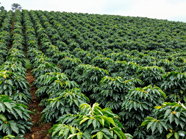 中美洲遮阴咖啡种植，劳动力成本上升下的精品竞赛专属试验田