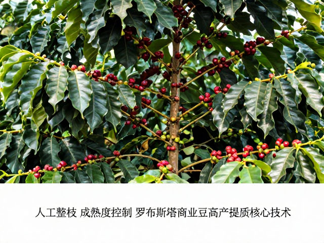 人工整枝,成熟度控制,罗布斯塔商业豆高产提质核心技术
