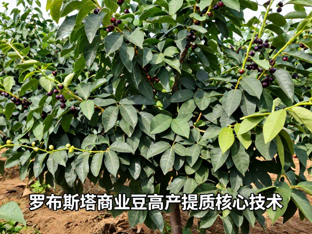 品种特性与农艺措施协同下的产量提升路径