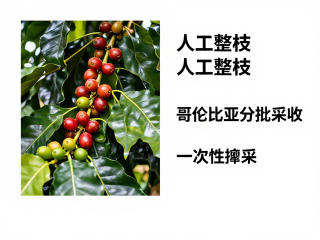 哥伦比亚分批采收:气候适应性与折中策略