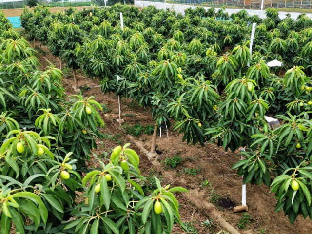 果丁丁合作社,微气候差异与小农种植,打造Gotiti高品质鲜果