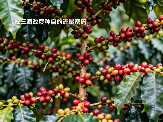 市场认知的重塑与流量逻辑