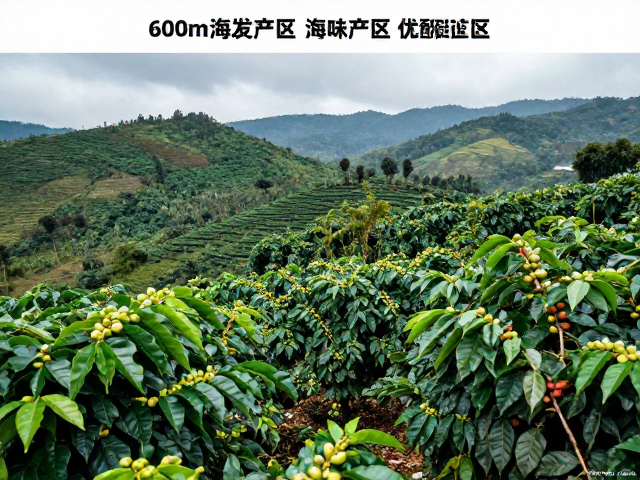 核心产区的风味图谱与微气候利用