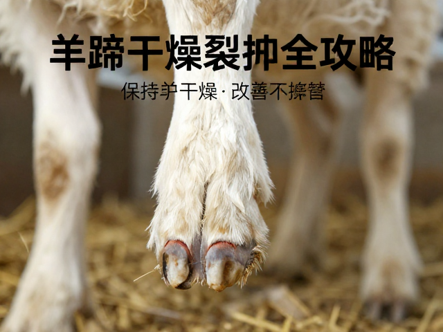 环境控制与羊舍干燥管理的关键措施