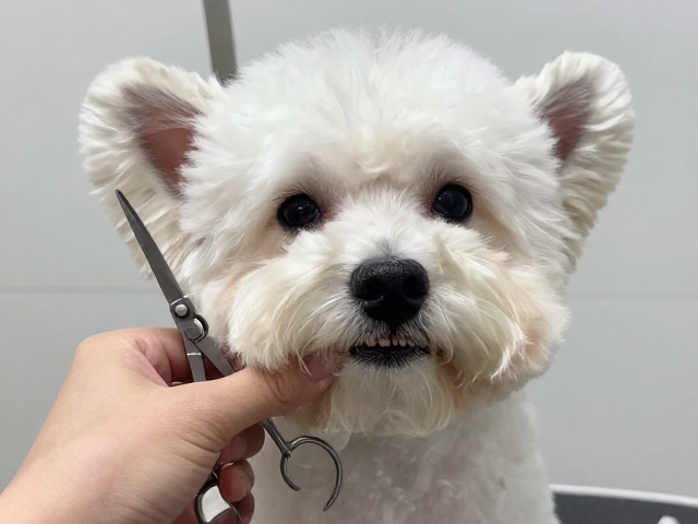 双层被毛犬牙剪的基础准备与工具选择