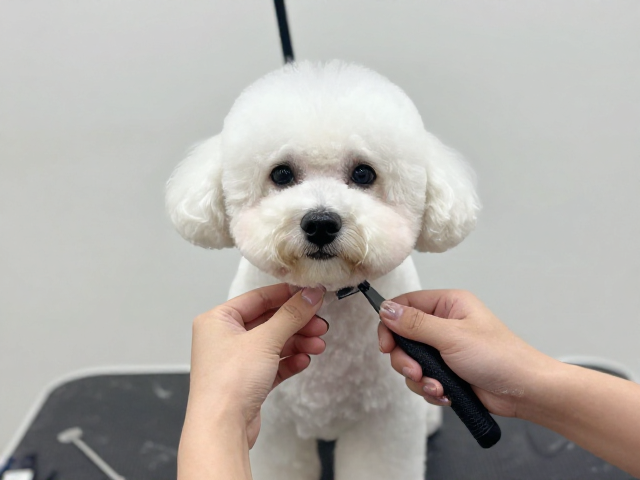 狗狗美容干货，手剪定型与下巴线条整理，打造短毛刚毛犬高级感造型