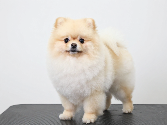 博美狐狸脸造型的核心定义与审美标准