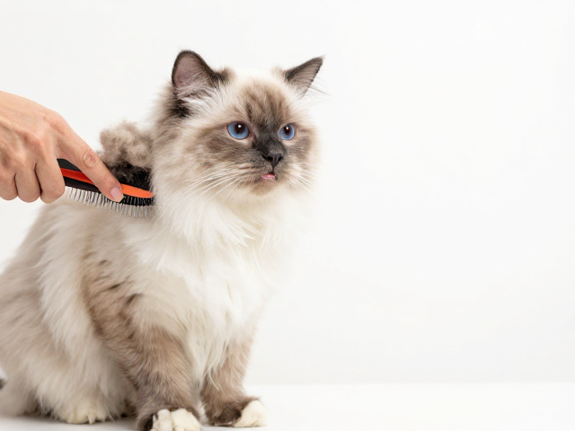 长毛猫梳毛去毛球技巧,附牙垢初步检查指南