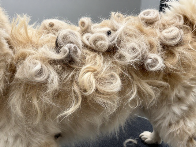 春季犬类开结难?大面积结块毛发处理方案,告别打结烦恼