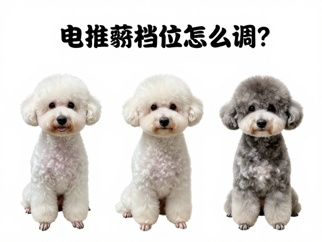 短毛犬不同部位的修剪策略