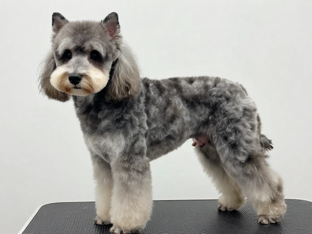 双层被毛犬耳部造型修剪的核心技术标准