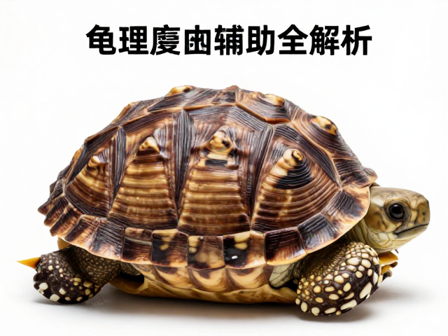 脱皮现象的生理机制与辅助处理