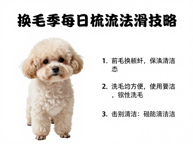 换毛季每日梳理:建立日常护理的仪式感
