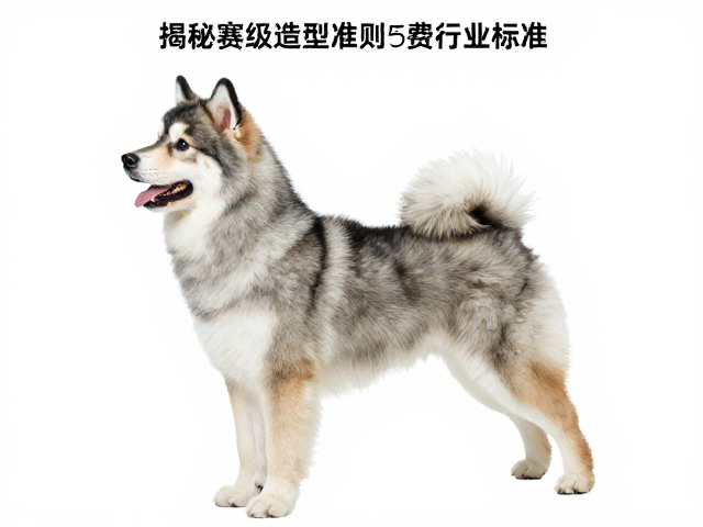 国际主流犬业标准的严苛规范