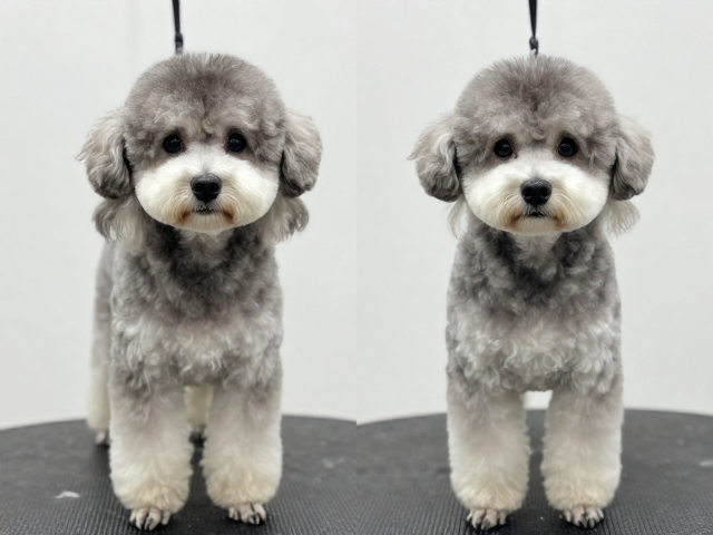 短毛与刚毛犬种的基础毛发特性差异