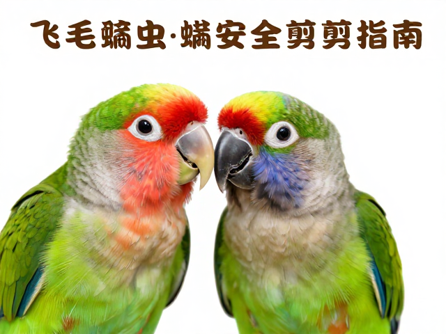 鹦鹉指甲与喙安全修剪指南,飞羽养护与螨虫迹象观察全解析