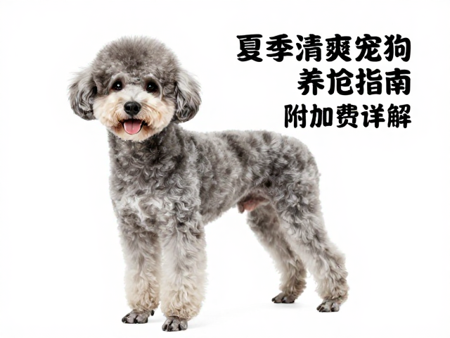 特殊体型狗狗的护理难点与应对策略