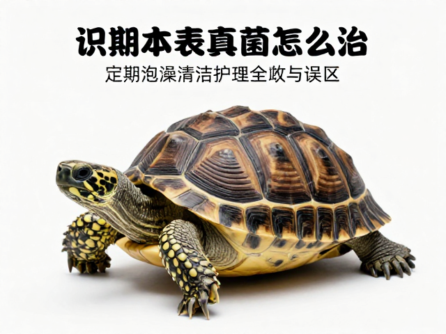 陆龟体表真菌怎么治?定期泡澡清洁护理全攻略,告别烂甲烂壳