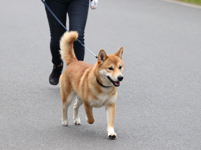 动态变速下的稳定性构建