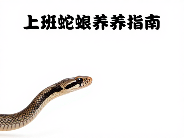 上班族蛇宠喂养指南，确认进食记录，省时省心养好宠物蛇