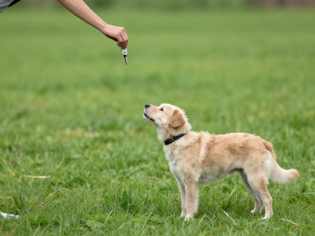 理解老年犬的生理限制与训练前提