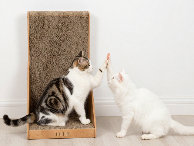 猫抓板怎么选？结合击掌互动与等待训练，打造高互动养猫日常