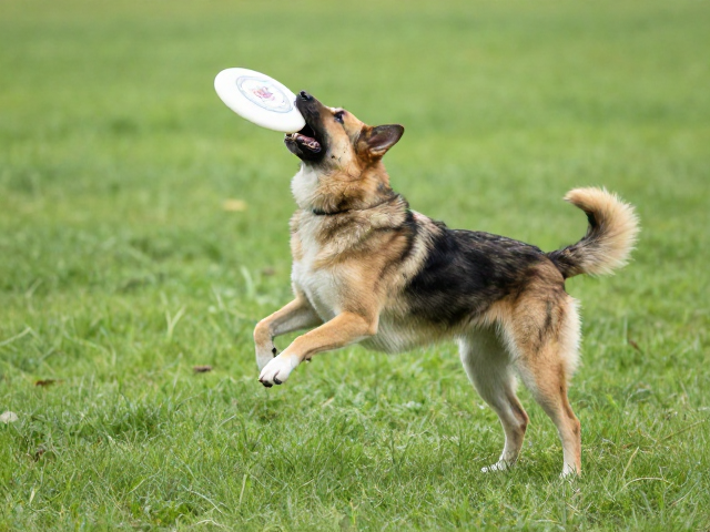 理解犬类本能与空间距离感