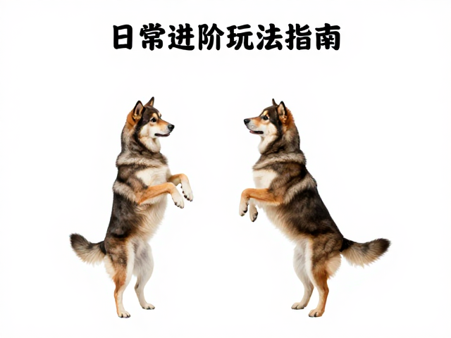 建立信任与基础指令的从属关系