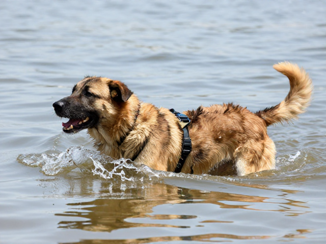 马犬在水域与灾害救援中的生理优势与核心能力
