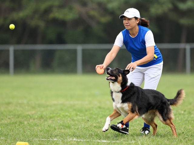 飞球竞速接力训练技巧，犬舍繁育者如何用响片训练提升犬只表现