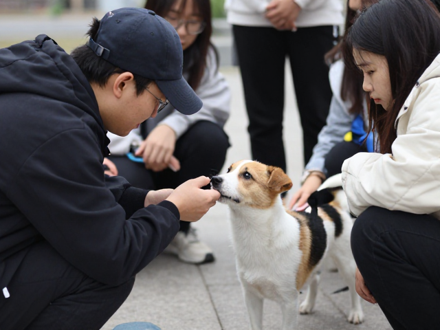 戴帽子的人训练幼犬，同龄人互动与高价值奖励技巧
