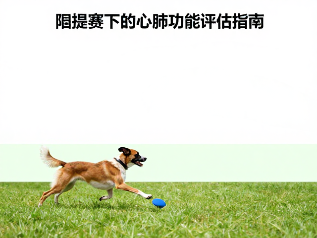 飞球竞速接力训练，犬敏捷赛下的心肺功能评估指南