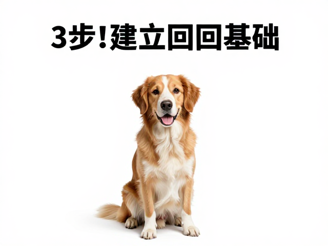 狗狗不召回?试试闻声注视与眼神接触,3步建立召回基础