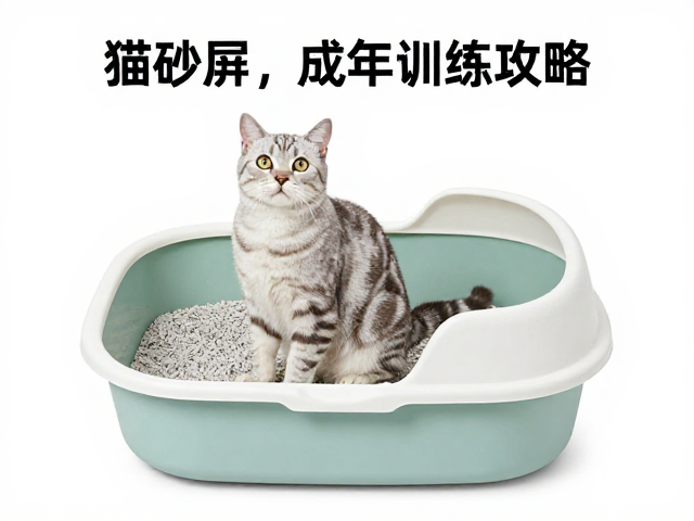 猫砂盆的科学选址与空间规划