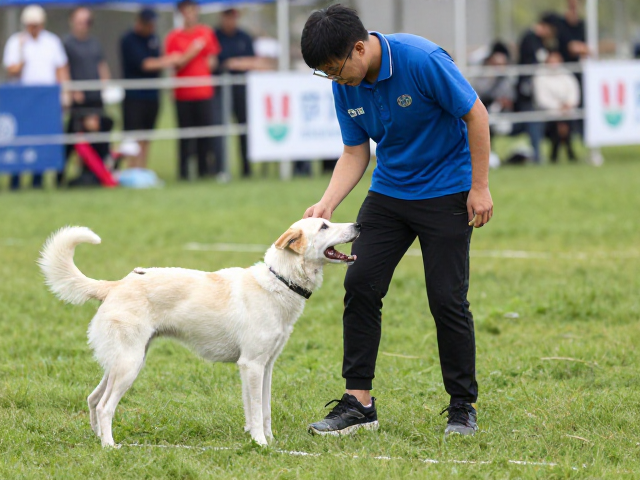 赛事竞技犬训练,短时高频练习解决狗狗乱拉乱尿