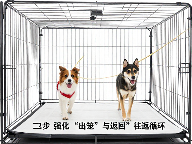 第二步:强化“出笼”与“返回”的往返循环