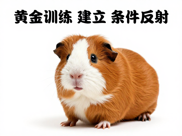 固定口令与声音信号的科学关联