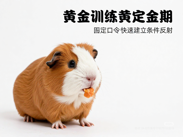 正向强化与食物奖励的操作细节