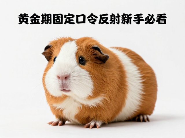 豚鼠训练黄金期，用固定口令快速建立条件反射，新手必看