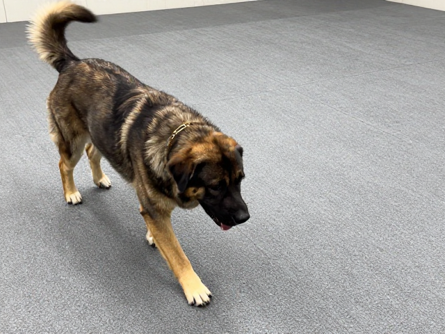 大型犬训练环境防滑!纠正开门猛扑,3步让狗狗文明迎客