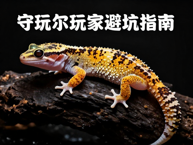 守宫玩家的经验迁移误区