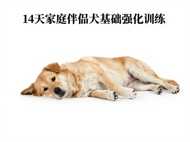 训练前的准备与核心原则